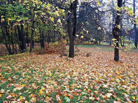 Background texture of yellow leaves on trees in the forest and parks of Autum Stock Photos