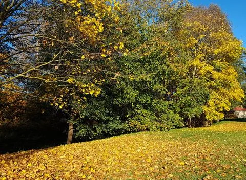 Background texture of yellow leaves on trees in the forest and parks of Autum 写真素材