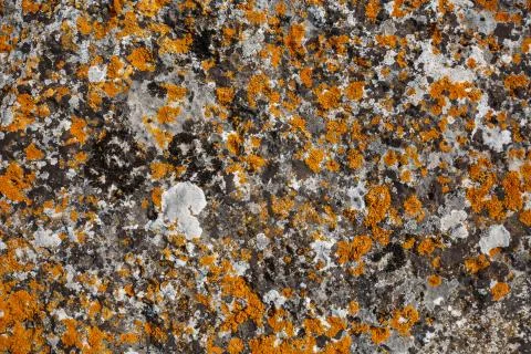 Background textures. Stone texture close-up with colorful spots and lichens Stock Photos