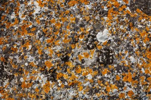 Background textures. Stone texture close-up with colorful spots and lichens Stock Photos