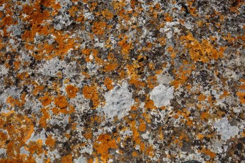 Background textures. Stone texture close-up with colorful spots and lichens Stock Photos