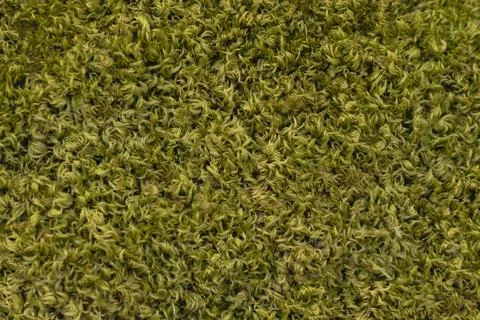 Background of thick green moss Foto stock