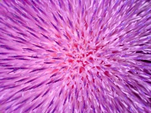 Background of thistle flower closeup Stock Photos