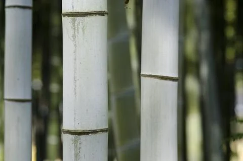 Background of three bamboo stems Stock Photos
