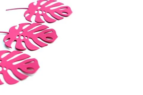 Background three paper pink leaf monstera. isolate on white background. copy  Stock Photos