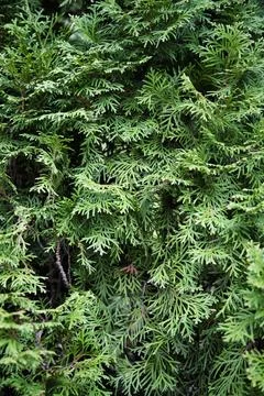 Background of thuja branches , close up Foto stock