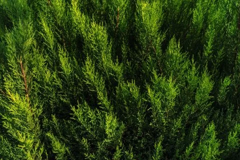 Background of thuja branches. Natural backdrop for your design. Copy space. Stock Photos