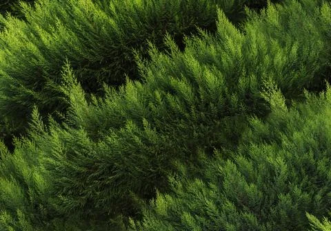 Background of thuja branches. Natural backdrop for your design. Copy space. Stock Photos