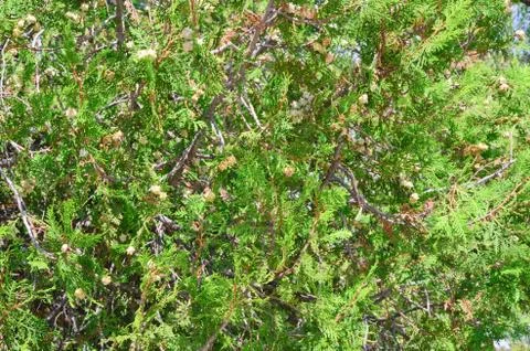 Background of thuja branches 스톡 사진