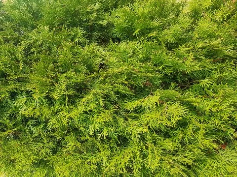 Background of thuja branches. Texture of thuja branches Stock Photos