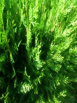 Background from thuja branches. Thuja close-up. Background. Stock Photos