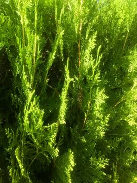 Background from thuja branches. Thuja close-up. Background. Stock Photos