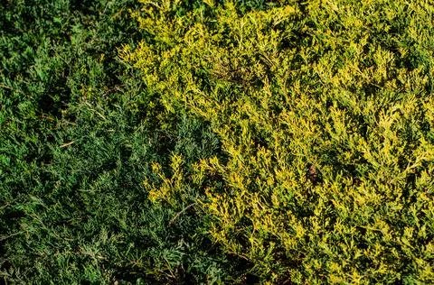 Background of the thuja bushes Stock Photos