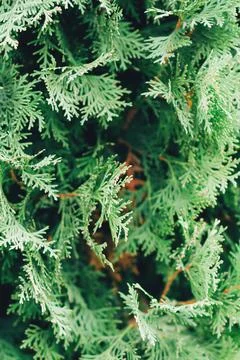 Background with thuja, texture of green plants Stock Photos