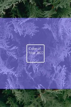 Background with thuja, texture of green plants. Color of the Year 2022 Stock Photos