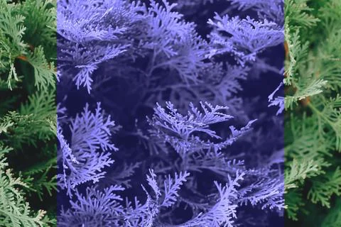 Background with thuja, texture of violet plants. Color of the Year 2022 Stock Photos