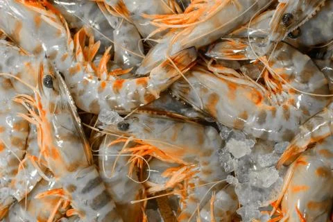 Background of tiger prawns on ice Stock Photos