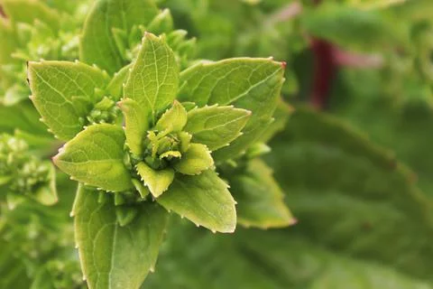 Background of the tip of green hydrangea leaves Stock Photos