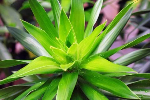 Background-tipped trees Stock Photos