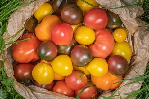 Background of tomatoes of different colors close up. Assortment of tomatoes Stock Photos