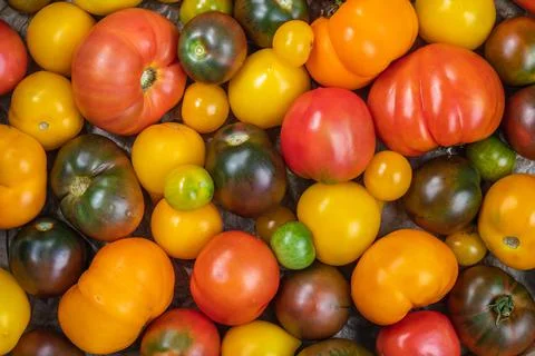 Background of tomatoes of different colors, top view. Assortment of tomatoes Stock Photos