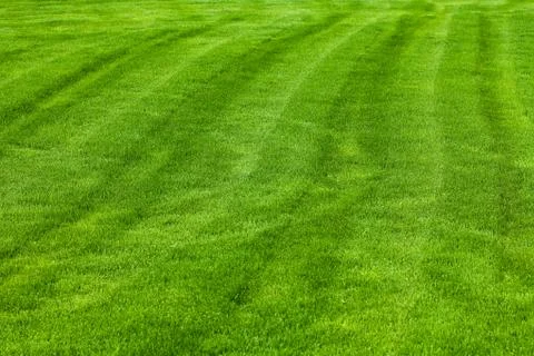 Background of the tonsured grass Stock Photos