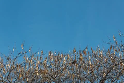 Background with top of a bare tree covered in seed pods against a blue sky Stock Photos