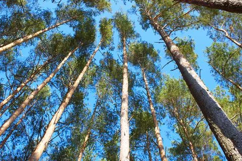 Background from the tops of the pine trees. The texture of the pine trees Stock Photos