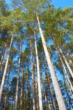 Background from the tops of the pine trees. The texture of the pine trees Stock Photos