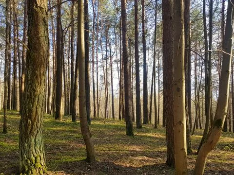 Background from the tops of the pine trees. The texture of the pine trees Stock Photos