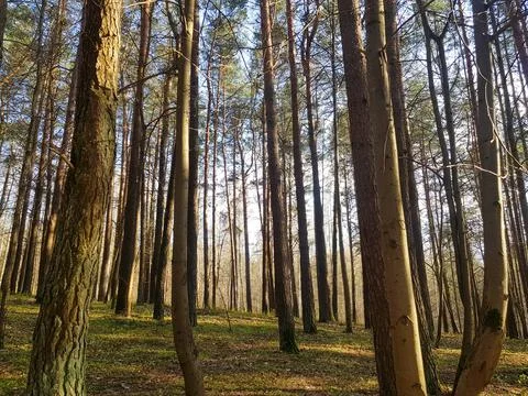 Background from the tops of the pine trees. The texture of the pine trees Stock Photos