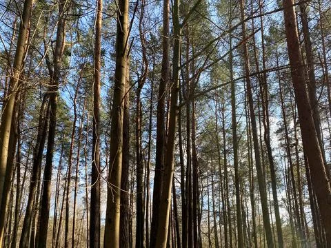 Background from the tops of the pine trees. The texture of the pine trees Stock Photos