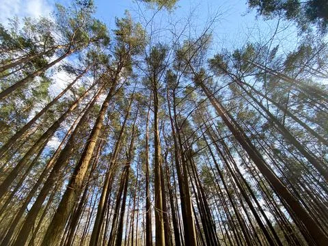 Background from the tops of the pine trees. The texture of the pine trees Stock Photos