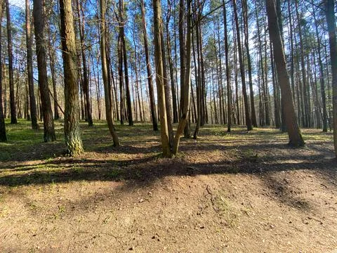 Background from the tops of the pine trees. The texture of the pine trees Stock Photos