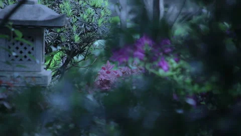 Background from traditional chinese plants. Stock Footage 102532995