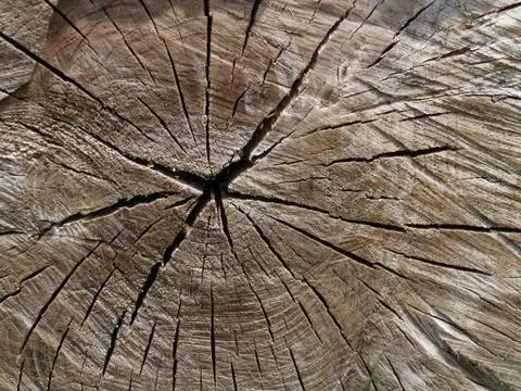 Background of the transverse cut of the tree trunk Stock Photos