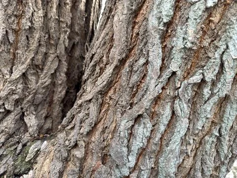 Background of tree bark in close-up macro in gray Foto stock