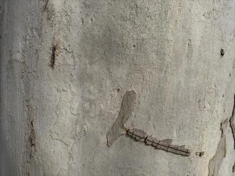 Background of tree bark in close-up macro in gray color under the sun rays Stock Photos