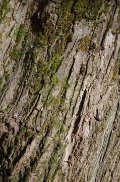 Background of tree bark covered with moss Stock Photos