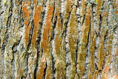 Background of tree bark. Design of nature. Close-up. Stock Photos