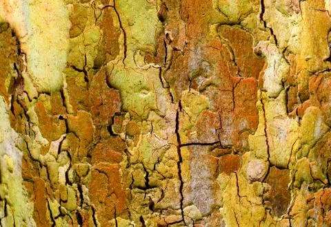 Background of tree bark. Design of nature. Close-up. Stock Photos