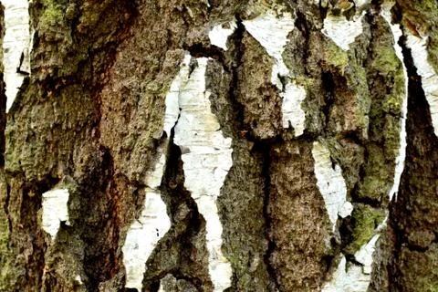 Background of tree bark. Design of nature. Close-up. Stock Photos