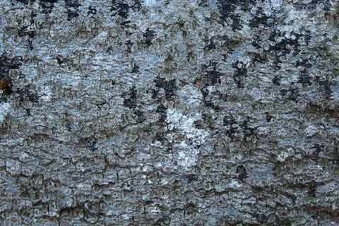 Background with a tree bark in the forest Stock Photos