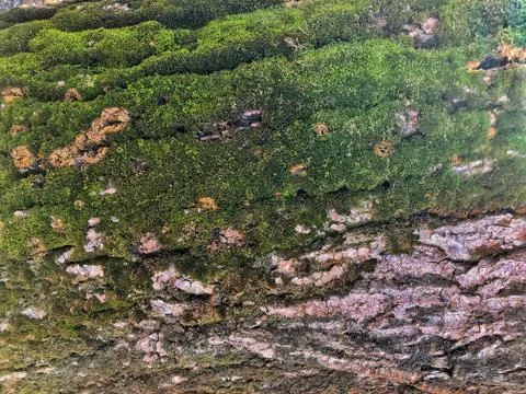Background of tree bark with green moss Stock Photos