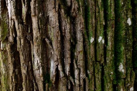 Background of tree bark Stock Photos
