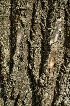 Background of a tree bark. Stock Photos