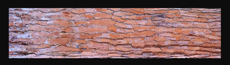 Background tree bark in a pine forest or park. Stock Photos