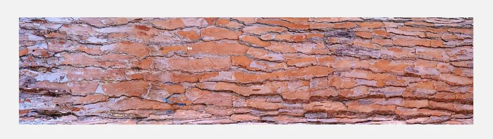 Background tree bark in a pine forest or park. Stock Photos
