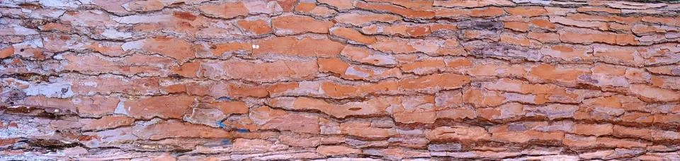 Background tree bark in a pine forest or park. Stock Photos