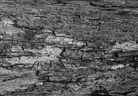 Background tree bark in a pine forest or park. Foto stock